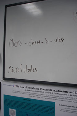 blackboard showing pronounciation of micro-chew-b-ules